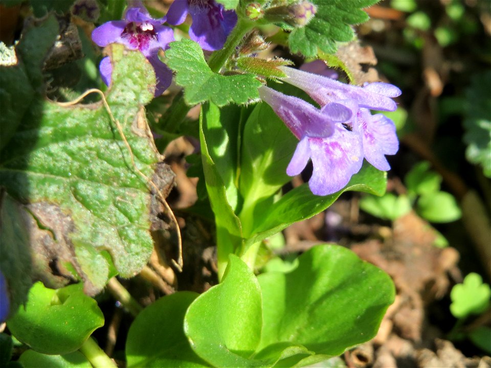 Gundermann (Glechoma hederacea) am Staden in Saarbrücken