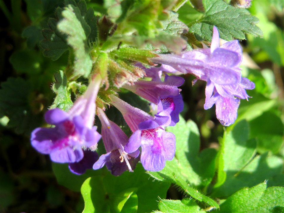 Gundermann (Glechoma hederacea) am Staden in Saarbrücken