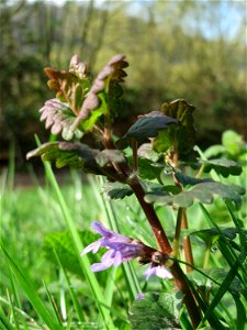 Gundermann (Glechoma hederacea) am Staden in Saarbrücken photo