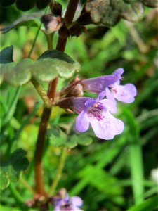 Gundermann (Glechoma hederacea) am Staden in Saarbrücken