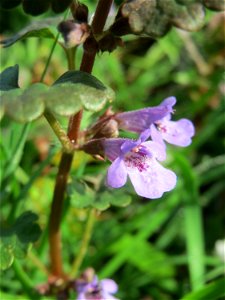 Gundermann (Glechoma hederacea) am Staden in Saarbrücken photo