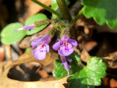 Gundermann (Glechoma hederacea) in der Schwetzinger Hardt