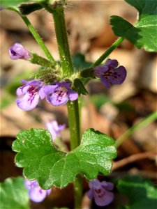 Gundermann (Glechoma hederacea) in der Schwetzinger Hardt