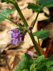 Gundermann (Glechoma hederacea) in der Schwetzinger Hardt