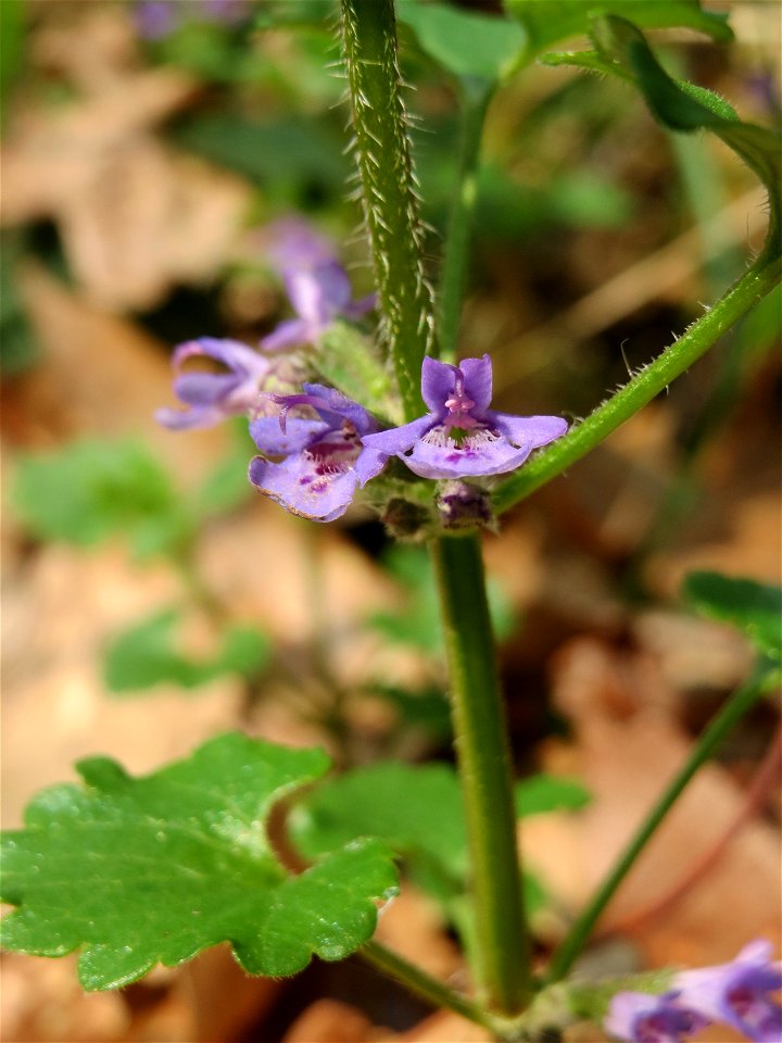 Gundermann (Glechoma hederacea) in der Schwetzinger Hardt