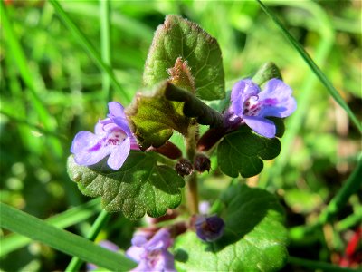 Gundermann (Glechoma hederacea) in Hockenheim