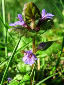 Gundermann (Glechoma hederacea) in Hockenheim