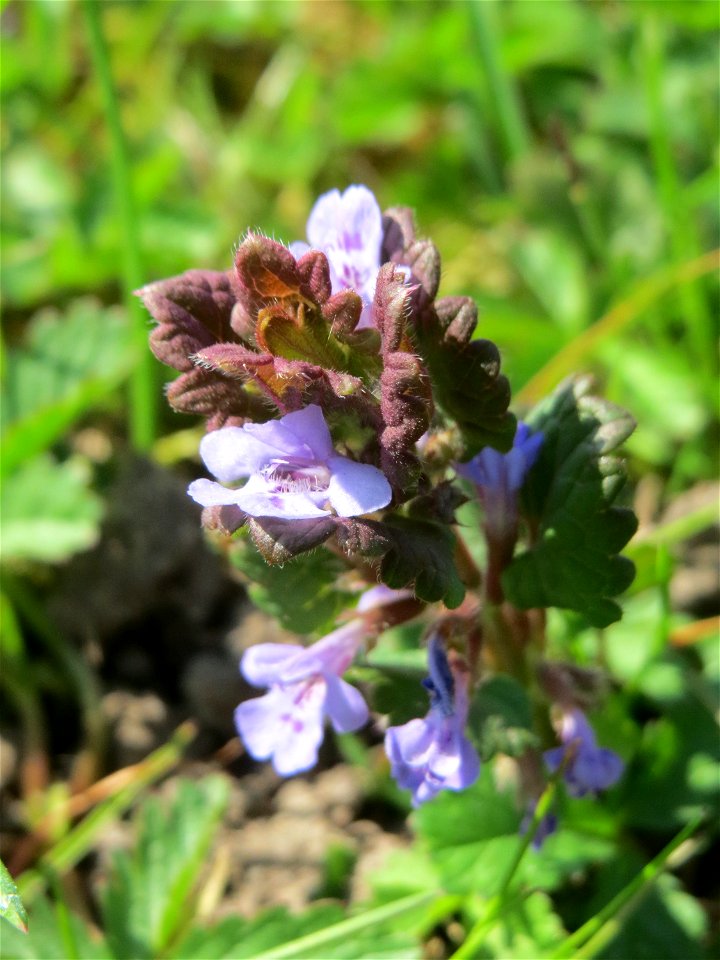 Gundermann (Glechoma hederacea) in Hockenheim