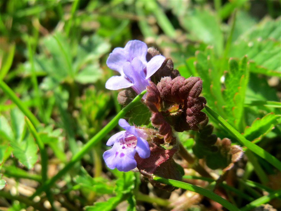 Gundermann (Glechoma hederacea) in Hockenheim