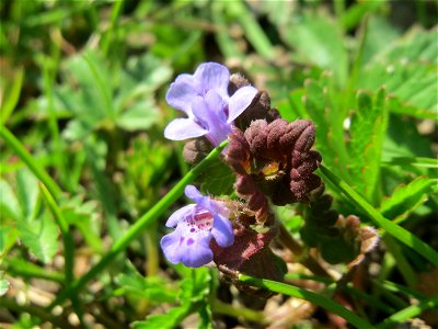 Gundermann (Glechoma hederacea) in Hockenheim