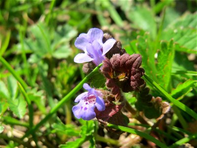 Gundermann (Glechoma hederacea) in Hockenheim photo