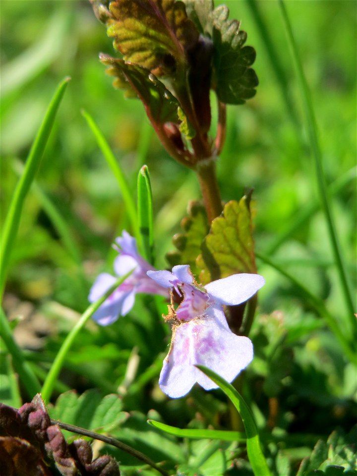 Gundermann (Glechoma hederacea) in Hockenheim