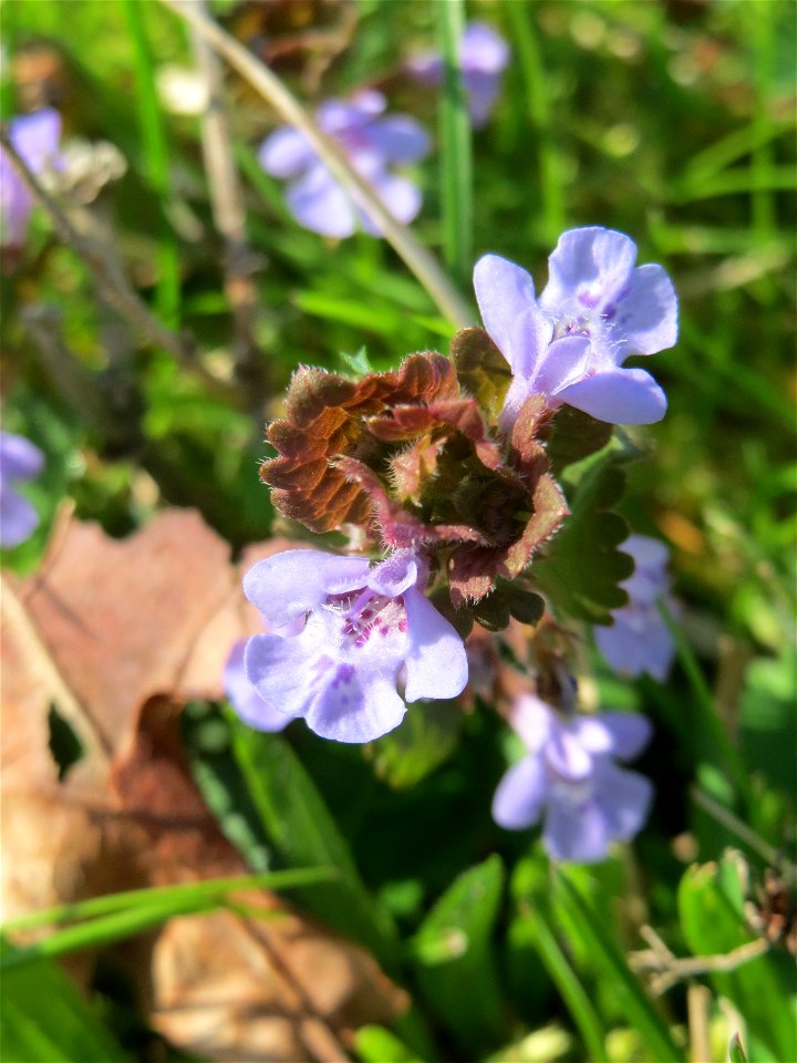 Gundermann (Glechoma hederacea) in Hockenheim