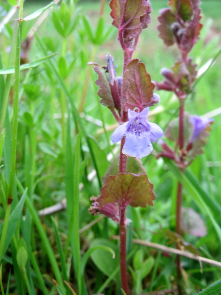 Gundermann (Glechoma hederacea) an einer alten Römerstraße im Simbachtal, einst Jakobsweg