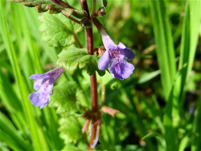 Gundermann (Glechoma hederacea) im Landschaftsschutzgebiet „Tabakmühlental - Oberster Weiher“ im Almet in Sankt Arnual