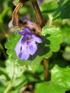 Gundermann (Glechoma hederacea) im Landschaftsschutzgebiet „Tabakmühlental - Oberster Weiher“ im Almet in Sankt Arnual