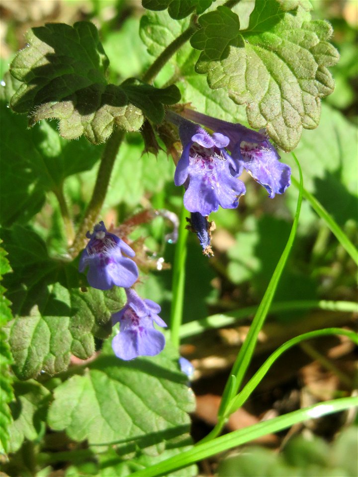Gundermann (Glechoma hederacea) in den Horststückern im Landschaftsschutzgebiet „Hockenheimer Rheinbogen“