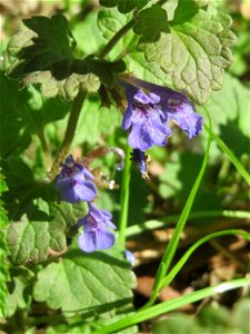 Gundermann (Glechoma hederacea) in den Horststückern im Landschaftsschutzgebiet „Hockenheimer Rheinbogen“