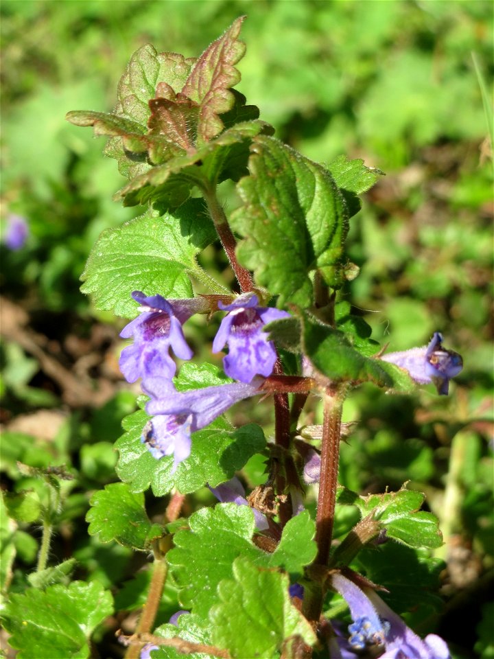 Gundermann (Glechoma hederacea) im Landschaftsschutzgebiet „Tabakmühlental - Oberster Weiher“ im Almet in Sankt Arnual