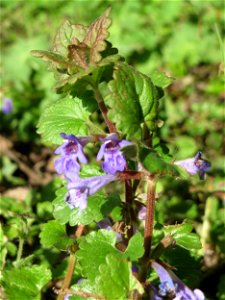 Gundermann (Glechoma hederacea) im Landschaftsschutzgebiet „Tabakmühlental - Oberster Weiher“ im Almet in Sankt Arnual