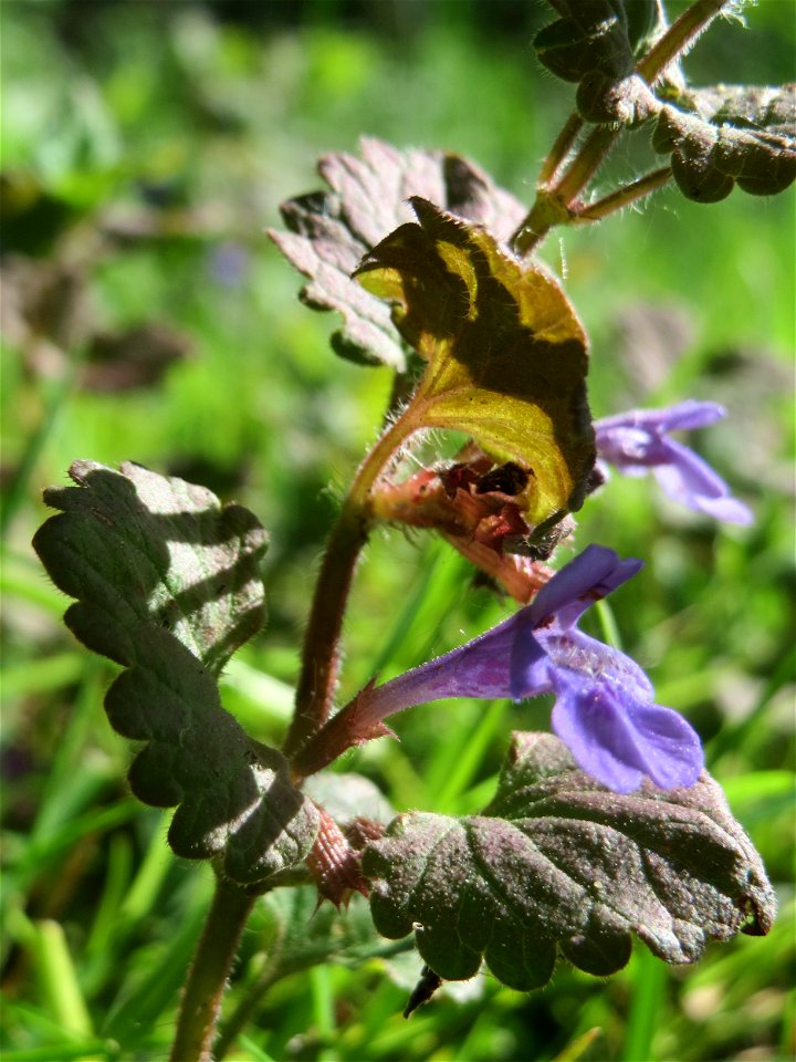 Gundermann (Glechoma hederacea) in den Horststückern im Landschaftsschutzgebiet „Hockenheimer Rheinbogen“