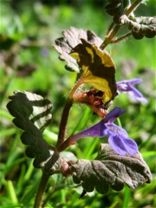 Gundermann (Glechoma hederacea) in den Horststückern im Landschaftsschutzgebiet „Hockenheimer Rheinbogen“