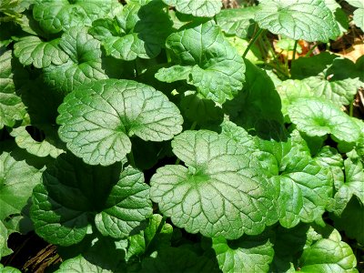 Grundblätter vom Gundermann (Glechoma hederacea) in der Schwetzinger Hardt