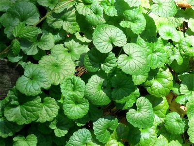 Grundblätter vom Gundermann (Glechoma hederacea) in der Schwetzinger Hardt