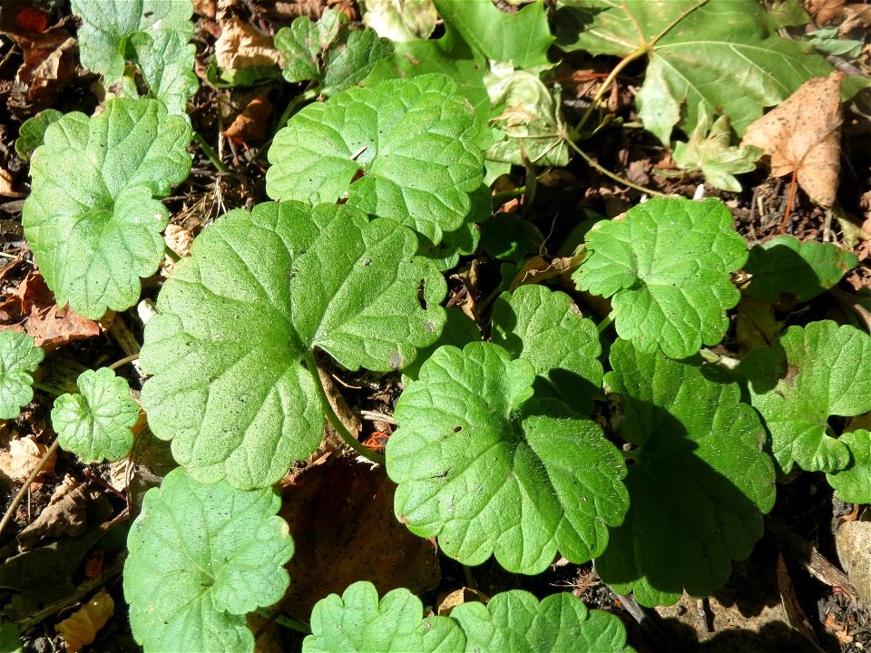 Grundblätter vom Gundermann (Glechoma hederacea) in der Schwetzinger Hardt