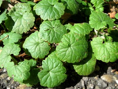 Grundblätter vom Gundermann (Glechoma hederacea) in der Schwetzinger Hardt photo