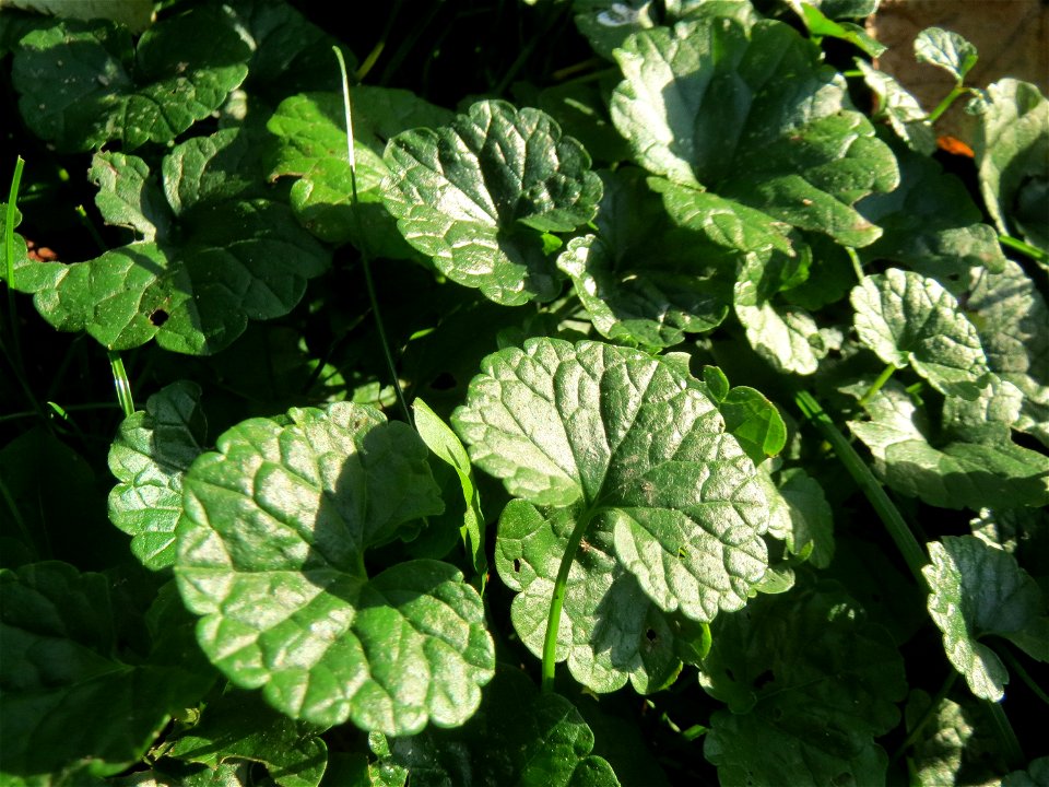 Grundblätter vom Gundermann (Glechoma hederacea) in Hockenheim photo