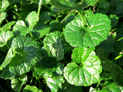 Grundblätter vom Gundermann (Glechoma hederacea) in Hockenheim