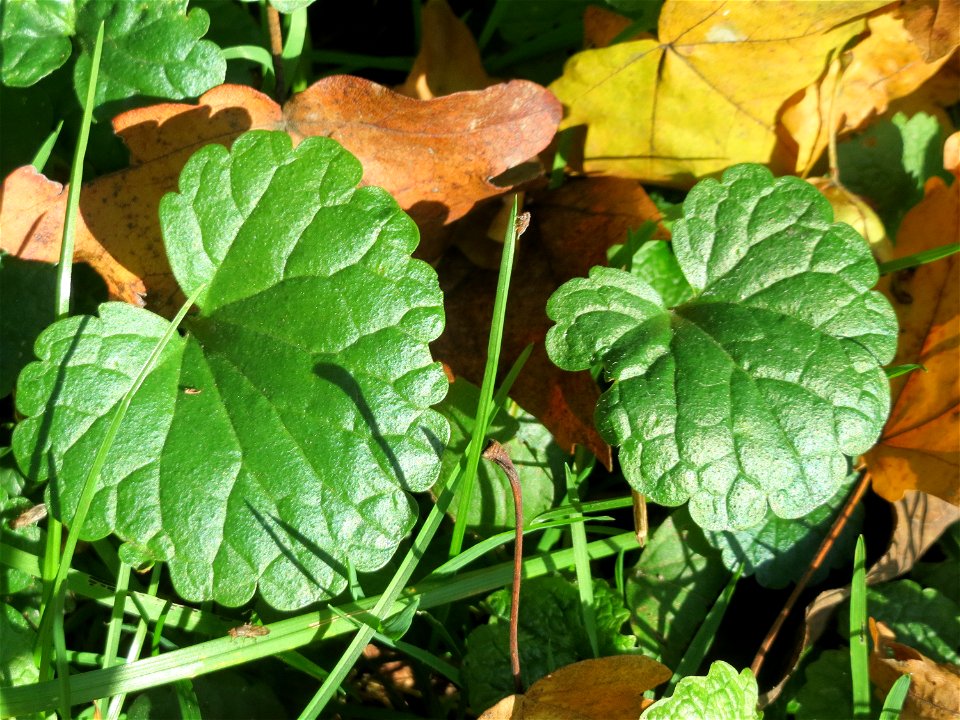 Grundblätter vom Gundermann (Glechoma hederacea) in der ehem. Bismarckanlage in Sankt Arnual - an diesem Standort unter Bäumen an der A620 findet sich eine waldartige Vegetation