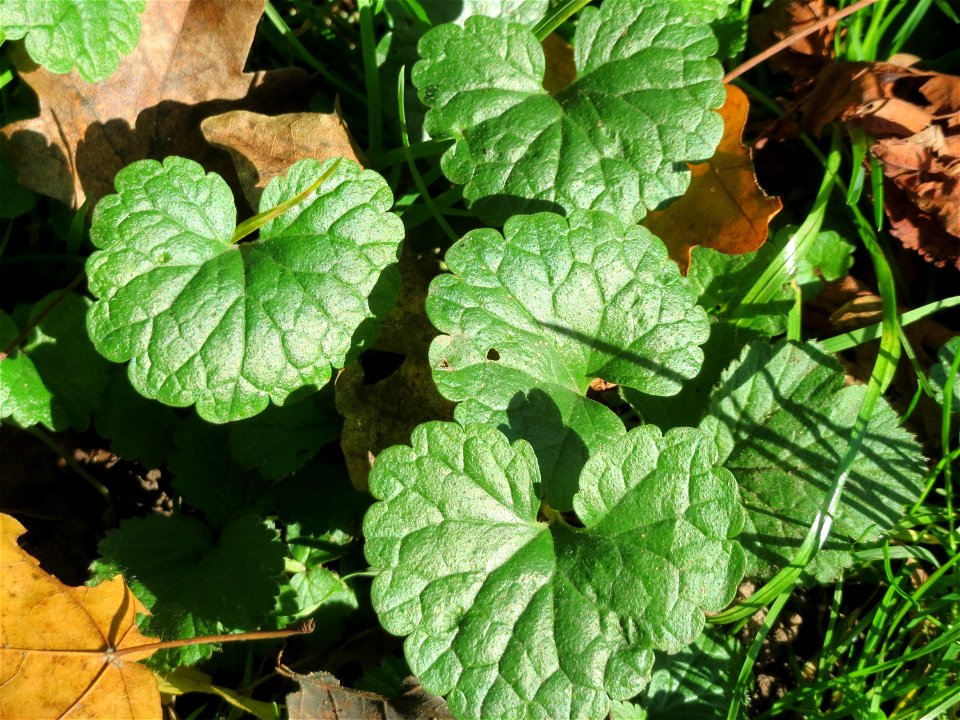 Grundblätter vom Gundermann (Glechoma hederacea) in der ehem. Bismarckanlage in Sankt Arnual - an diesem Standort unter Bäumen an der A620 findet sich eine waldartige Vegetation