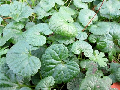 Grundblätter vom Gundermann (Glechoma hederacea) zwischen Hauptbahnhof und Schloss Mannheim