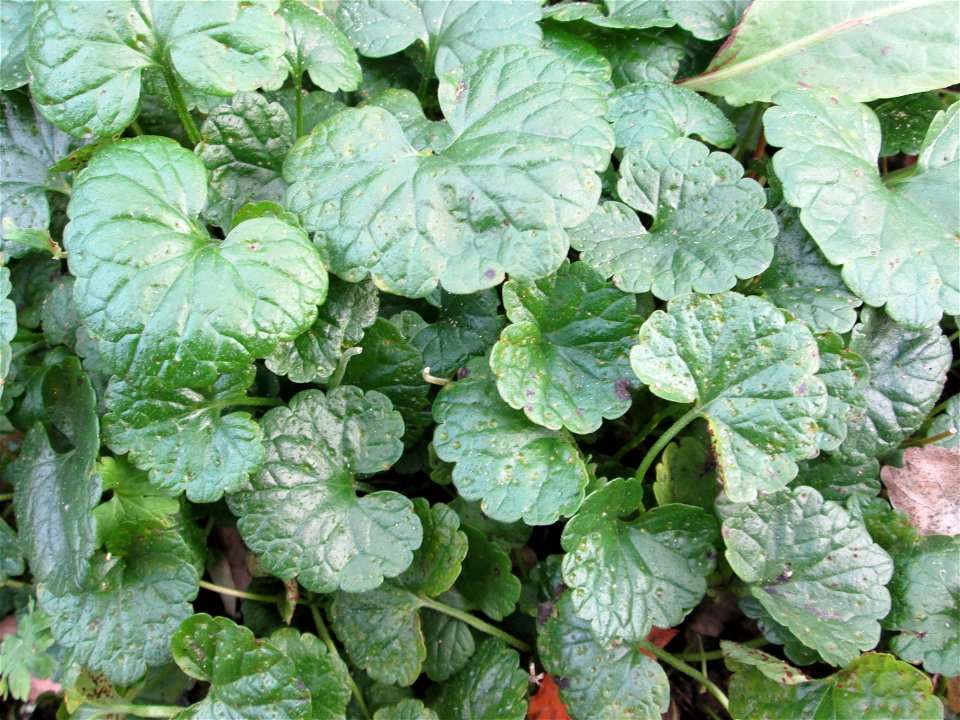 Grundblätter vom Gundermann (Glechoma hederacea) zwischen Hauptbahnhof und Schloss Mannheim