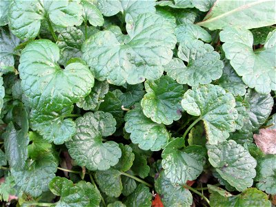 Grundblätter vom Gundermann (Glechoma hederacea) zwischen Hauptbahnhof und Schloss Mannheim
