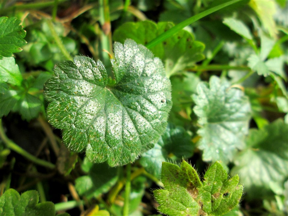 Grundblätter vom Gundermann (Glechoma hederacea) am Staden in Saarbrücken photo