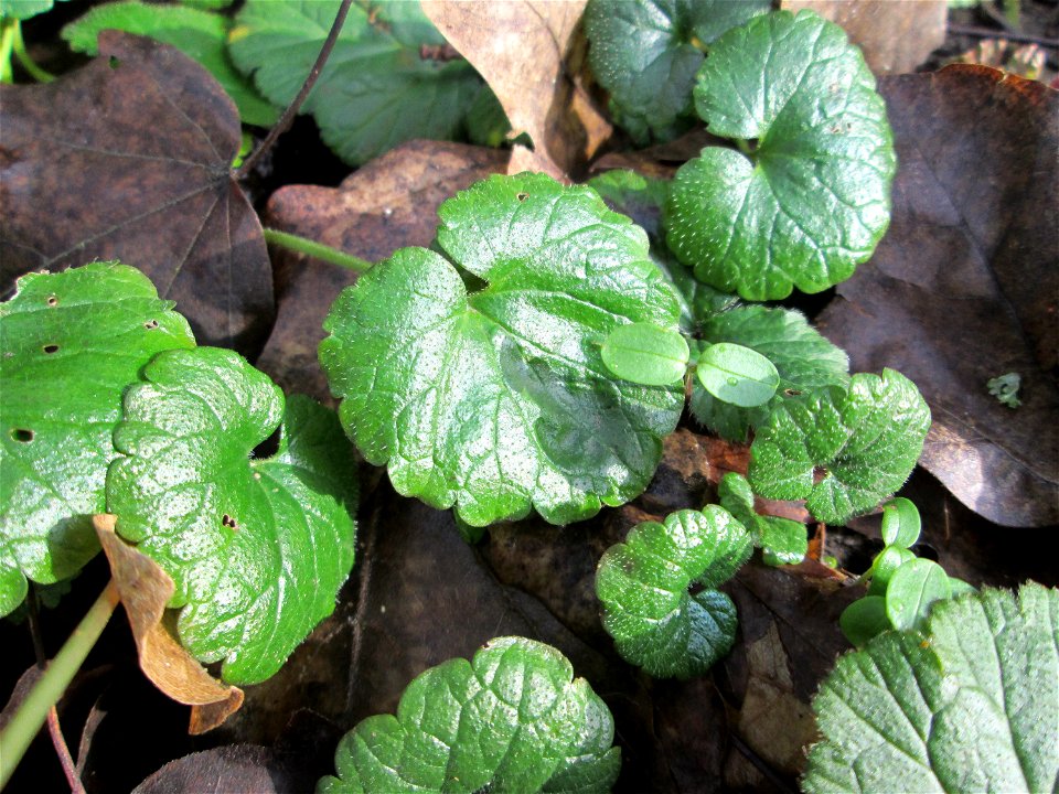 Grundblätter vom Gundermann (Glechoma hederacea) in der ehem. Bismarckanlage in Sankt Arnual - an diesem Standort unter Bäumen an der A620 findet sich eine waldartige Vegetation