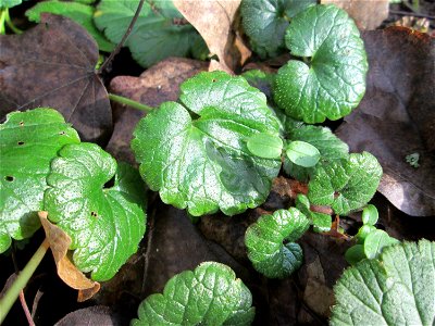 Grundblätter vom Gundermann (Glechoma hederacea) in der ehem. Bismarckanlage in Sankt Arnual - an diesem Standort unter Bäumen an der A620 findet sich eine waldartige Vegetation