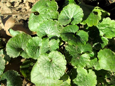 Grundblätter vom Gundermann (Glechoma hederacea) an der Saar in Saarbrücken