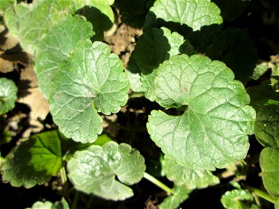 Grundblätter vom Gundermann (Glechoma hederacea) an der Saar in Saarbrücken