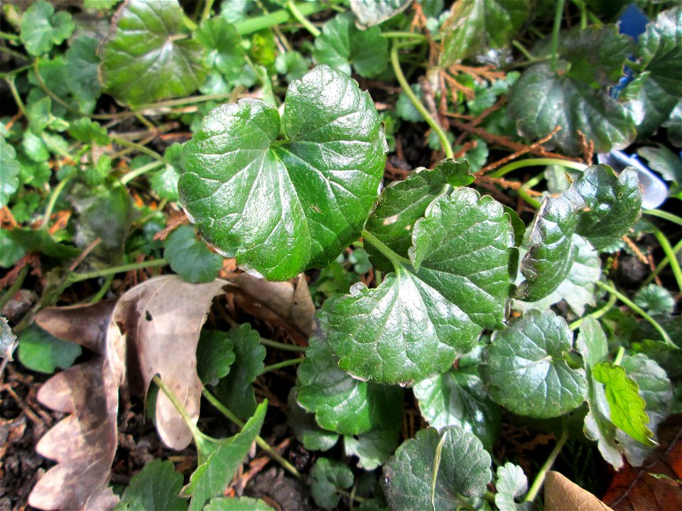 Grundblätter vom Gundermann (Glechoma hederacea) am Staden in Saarbrücken photo