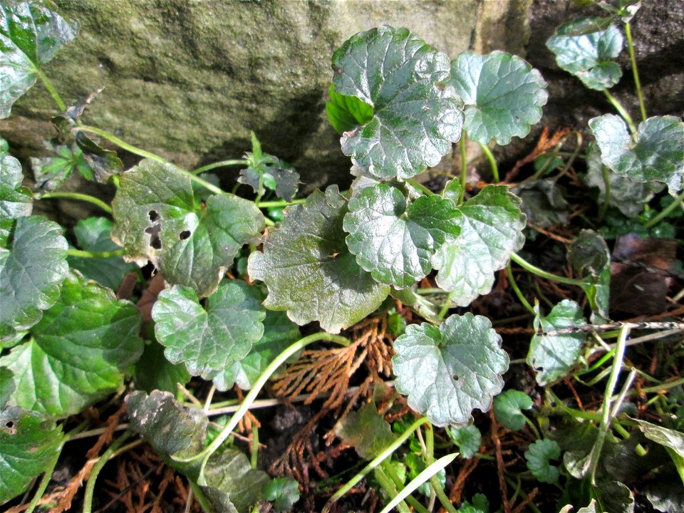 Grundblätter vom Gundermann (Glechoma hederacea) am Staden in Saarbrücken
