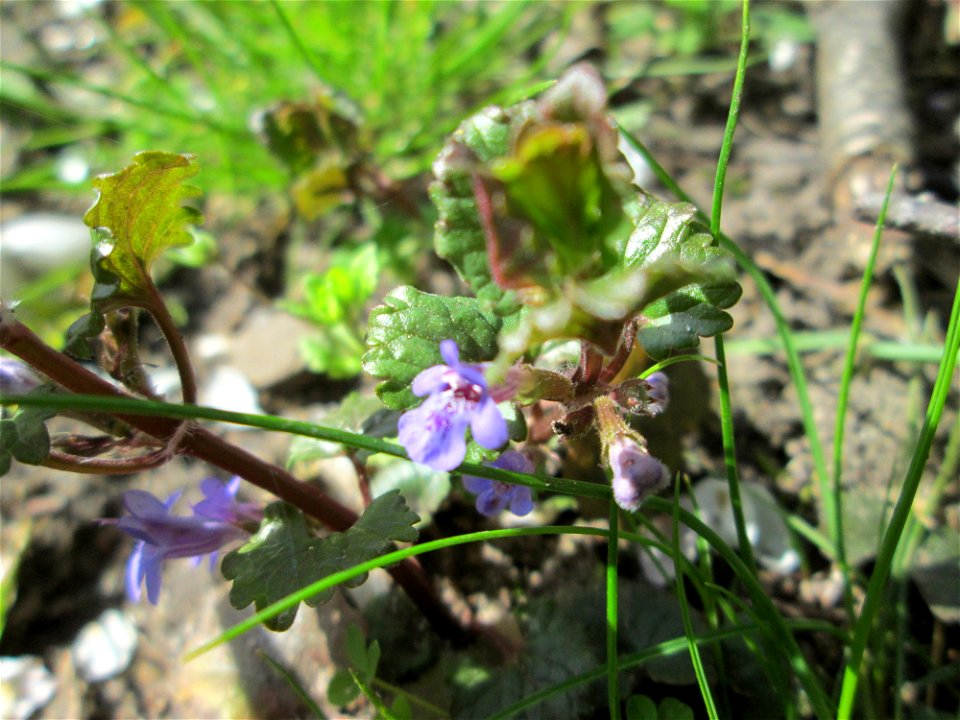 der erste blühende Gundermann (Glechoma hederacea) am Kraichbach in Hockenheim