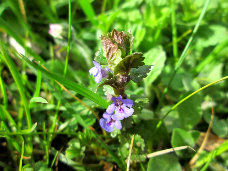 Gundermann (Glechoma hederacea) im Gartenschaupark Hockenheim
