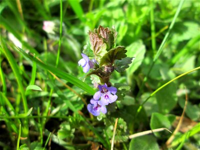 Gundermann (Glechoma hederacea) im Gartenschaupark Hockenheim