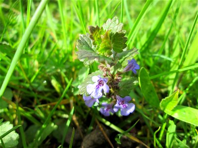 Gundermann (Glechoma hederacea) im Gartenschaupark Hockenheim