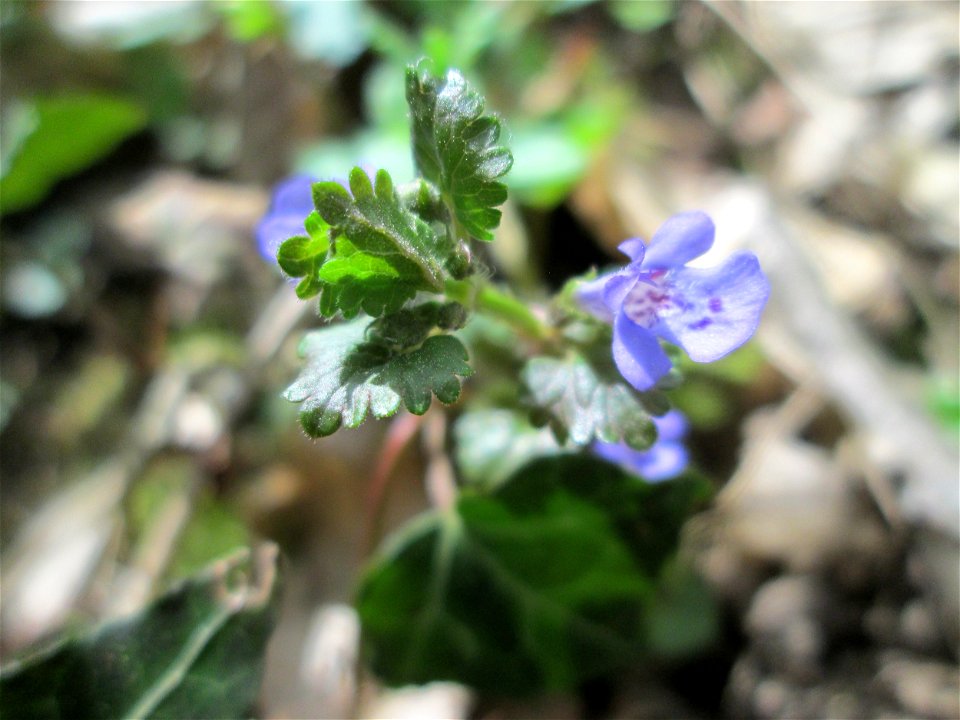 Gundermann (Glechoma hederacea) im Unteren Saubusch in der Schwetzinger Hardt