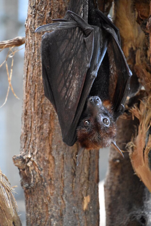 Wings mammals wild